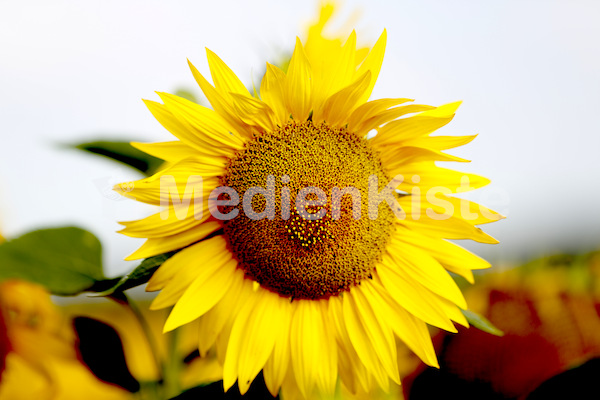 Sonnenblumen-3564