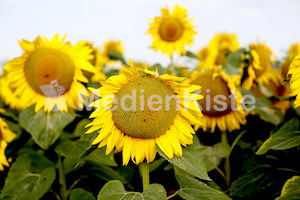 Sonnenblumen-3565