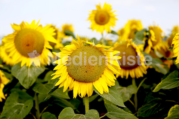 Sonnenblumen-3565