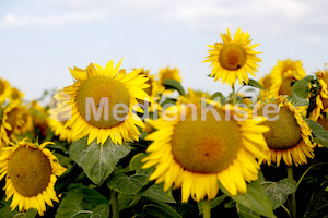 Sonnenblumen-3566