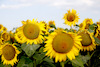 Sonnenblumen-3566