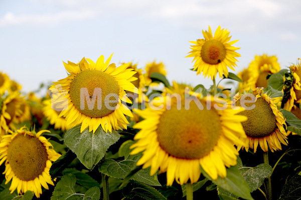 Sonnenblumen-3566