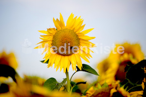 Sonnenblumen-3567-2