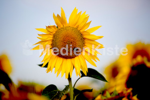 Sonnenblumen-3568-2