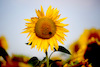 Sonnenblumen-3568-2